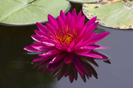 Beautiful pink lotus flower blossoming in the natural pond.