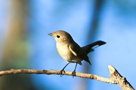 One of the birds perched on dry branches.の写真素材