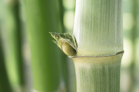 Green bamboo stems, leaves, branches are all green.の写真素材