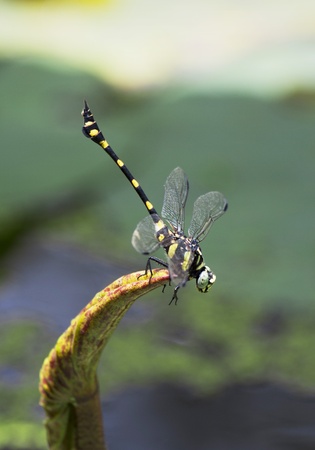 Yellow dragonfly in the garden 