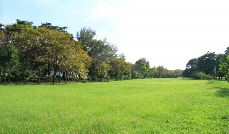 Grass, tree leaves begin to change color in the summer.