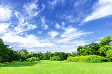 View the park grass and blue sky.の写真素材