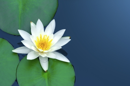 White lotus with green leaves on blue water.の写真素材