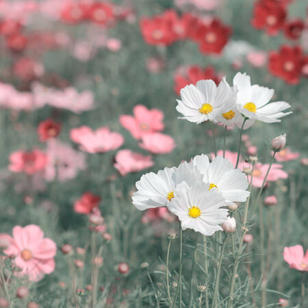 Beautiful flowers in the gardenの写真素材