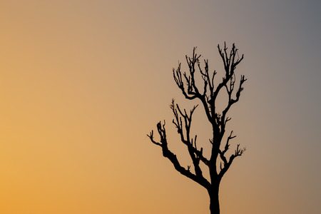 Tree lighting at the end of the day.の写真素材