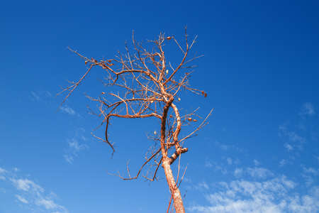 Dried tree with blue sky