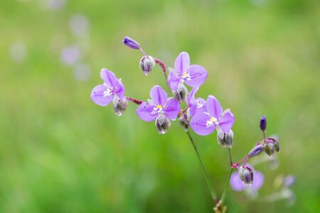 Sweet purple flowers in pine tree forest in the mist and rain, at Phu Soi Dao National Park, Thailandの写真素材