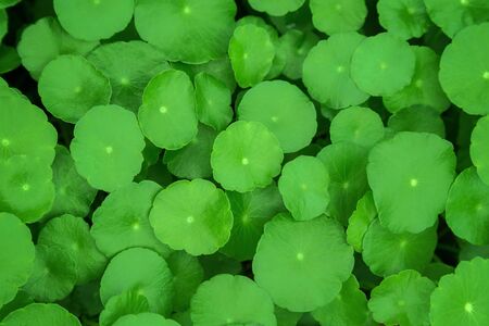 Gotu kola, Asiatic pennywort, Indian pennywort, green leaf background, Tiger Herbalの写真素材