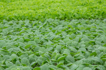 Background of baby kale in nursery trayの写真素材