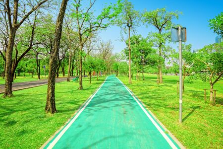 Bike lanes in the park are full of green trees and sunlight.
