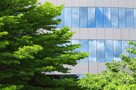 The tree has fresh green leaves. There is an office building background. Nature in the cityの写真素材