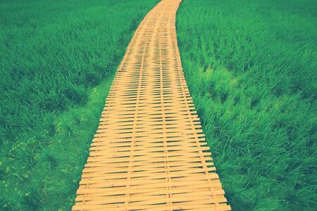 The background of rice with fresh green leaves with a bamboo bridgeの写真素材