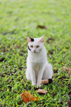 A white cat sitting on a green lawnの写真素材