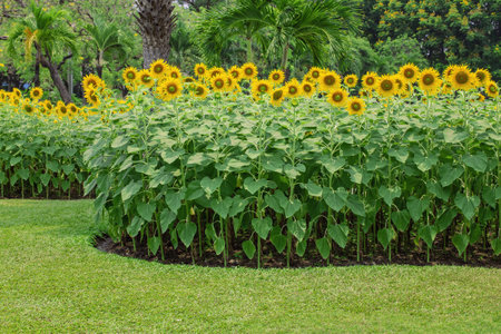 Sunflowers are blooming during the day in bright sunlight. Summer background.の写真素材