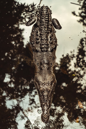 A lurking crocodile in a murky swamp: Nature's ancient predator blends seamlessly with its watery...