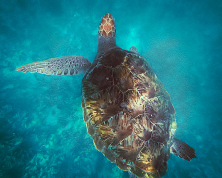 A graceful turtle glides through the vast ocean, its movements embodying a harmony with the sea. A mesmerizing sight that reminds us of the wonders and resilience of marine lifeの写真素材
