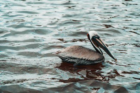 A serene pelican gracefully floats on the sea, embodying tranquility and freedom with its elegant presence, a picture-perfect moment in nature's symphonyの写真素材