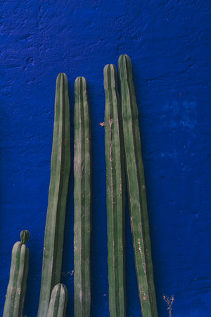 A mesmerizing abstraction captures the essence of contrast as a vibrant green cactus boldly emerges against a blue wall. A visual symphony of colors, blending nature's resilience with tranquilityの写真素材