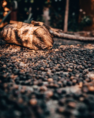 Coffee seeds lay on the floor, undergoing the drying process. Nature's warmth and air gently coax out their flavors, preserving their essence for the perfect cup of coffeeの写真素材