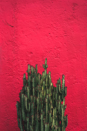Abstract composition unfolds, showcasing the resilience of a green cactus juxtaposed against a vibrant red wall. A captivating fusion of nature's tenacity and the passionate energy of bold colorsの写真素材