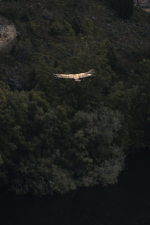 Silhouetted against the expansive sky, a vulture soars with graceful wings outstretched, casting its...