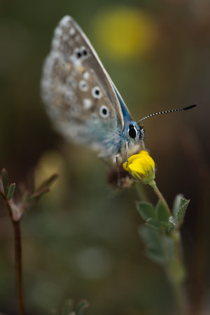 Gracefully fluttering through the air, a tiny blue butterfly dances with ethereal beauty, adding a vivid splash of color to the world around it.の写真素材