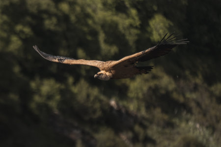 Silhouetted against the expansive sky, a vulture soars with graceful wings outstretched, casting its watchful gaze over the deep majestic canyon belowの写真素材