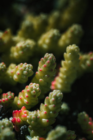In the realm of the minuscule, a macro lens reveals the intricate beauty of a succulent, revealing its mesmerizing patterns and luscious textures.の写真素材