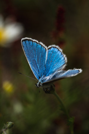 Gracefully fluttering through the air, a tiny blue butterfly dances with ethereal beauty, adding a vivid splash of color to the world around it.の写真素材