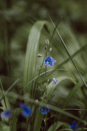 In a sea of green, a petite blue flower emerges, its delicate petals adding a touch of vivid elegance to the natural tableau.の写真素材
