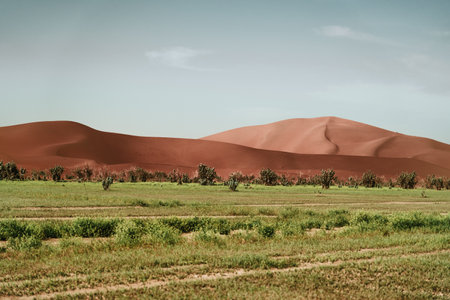 Dunes and grass unite A captivating landscape where sandy undulations meet lush greenery, a harmonious fusion of textures in nature's artistic embraceの写真素材