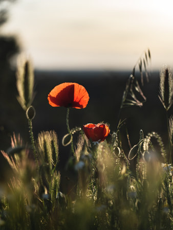 Under the golden hour's enchanting glow, a sprawling poppy field emerges, a mesmerizing tapestry of vibrant crimson bloomsの写真素材