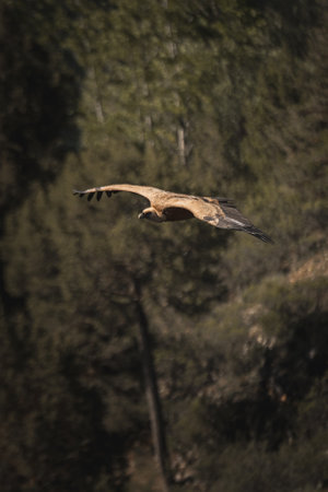 Silhouetted against the expansive sky, a vulture soars with graceful wings outstretched, casting its watchful gaze over the deep majestic canyon belowの写真素材
