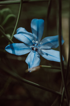 Nestled amidst the verdant blades, a delicate blue flower unfolds, adding a touch of enchantment to the vibrant tapestry of the grassy meadowの写真素材