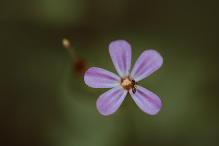 Amidst the grass, a tiny pink flower emerges, casting its subtle beauty upon the verdant landscapeの写真素材