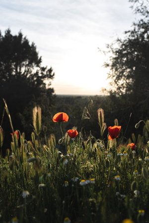 Under the golden hour's enchanting glow, a sprawling poppy field emerges, a mesmerizing tapestry of vibrant crimson bloomsの写真素材