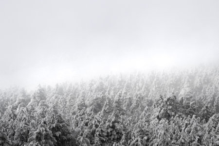 A snow-covered forest veiled in a mystical mist, creating an enchanting and serene ambiance.の写真素材