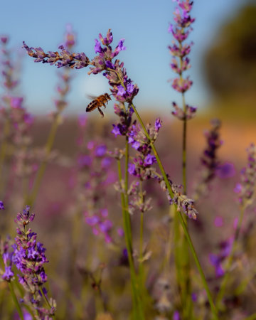 A tiny buzzing bee amidst vibrant lavender fields, savoring the sweet nectar of nature's delicate blooms.の写真素材
