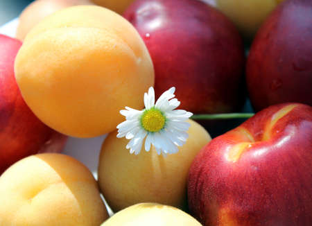 Daisy among peaches and nectarines, fruit juice breakfast daylightの写真素材