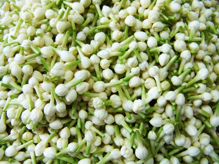 jasmine in the flower market, Pak klong talad, Bangkok, Thailand           