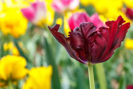 Red tu;ip in closeupの写真素材