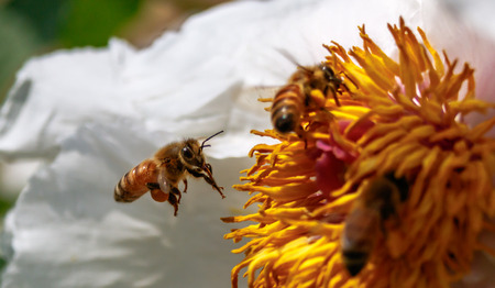 Bee  in process of collecting pollenの写真素材