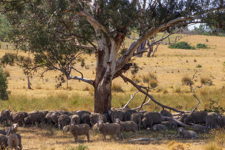 Herd of sheep eating and resting together under a tree on a rural Australian property.の写真素材