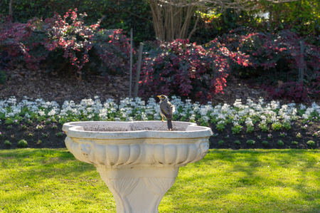 Bird Stands on Edge of Bird-Bath in Elegant Gardenの写真素材