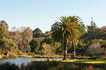 City Gardens During Afternoon Sunset - Landscape of Royal Botanic Gardens Melbourne's Picnic Point.の写真素材