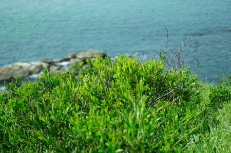 Green grass and weeds on Australian coastal cliff, looking down towards the ocean.の写真素材