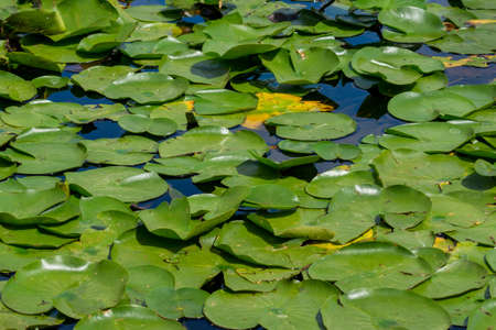 Close-up of bright, and clean green lilies on a summer day, with a clear, vibrant blue sky reflecting into the waterの写真素材