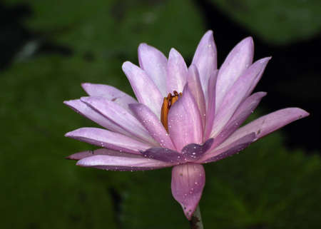 Single lotus flower with water drops on petalsの写真素材