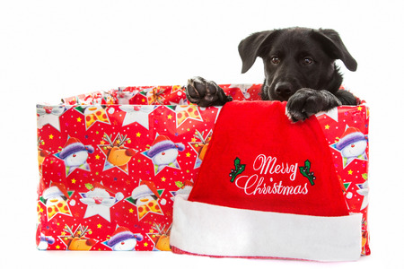 Black dog in box for christmasの写真素材