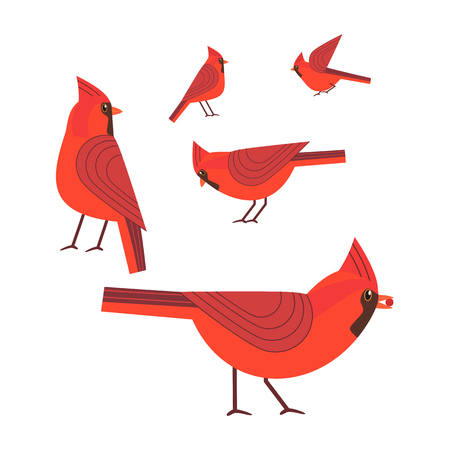 Red cardinal bird setのイラスト素材